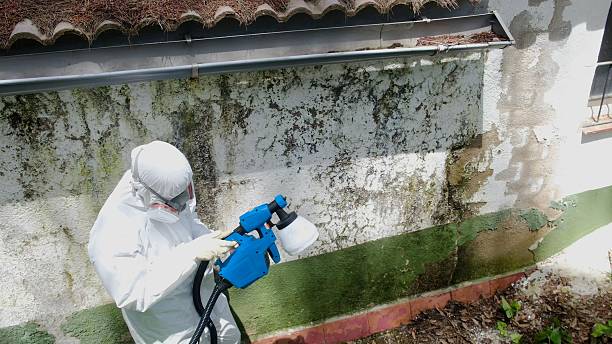 Trusted Mold Remediation service in East Freedom, PA - Cheap Mold Removal